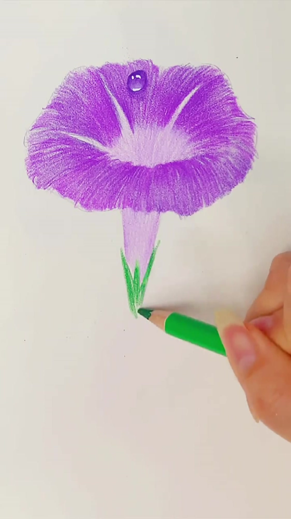 紫色水滴牵牛花是你喜欢的颜色吗?