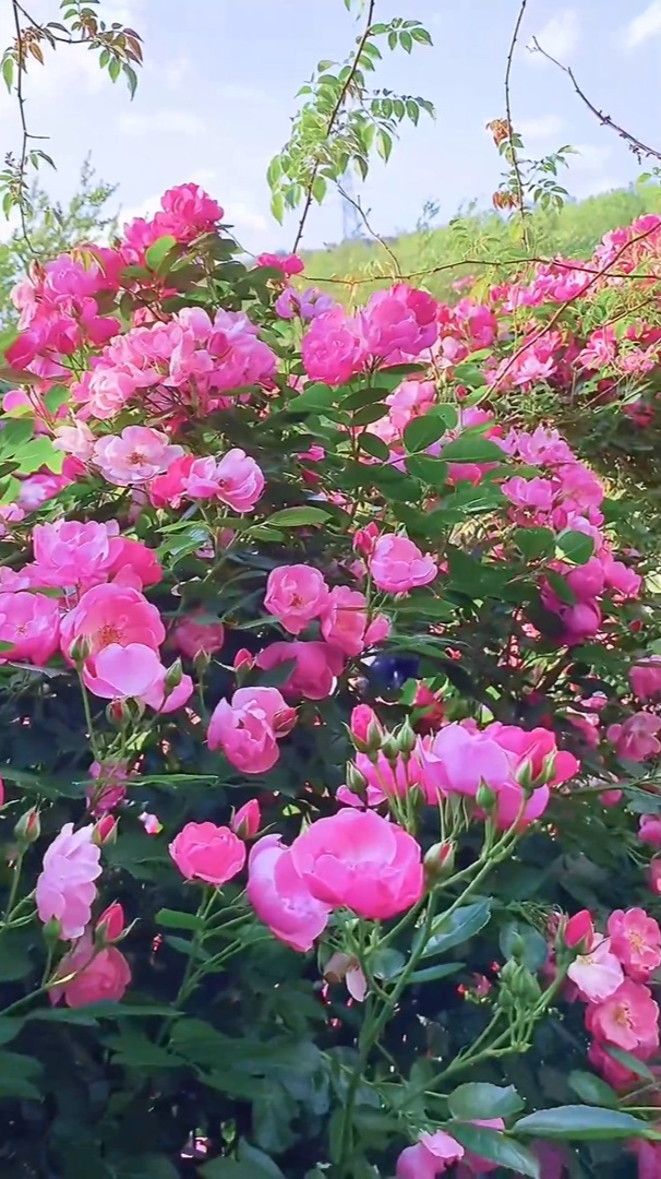 治愈风景欣赏忙碌的时光里留一份闲情与花草为伴花草虽无