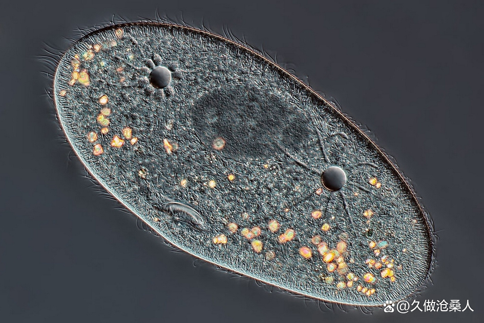 通过了解草履虫的作用,我们可以更好地认识和利用这些微小的生物,为