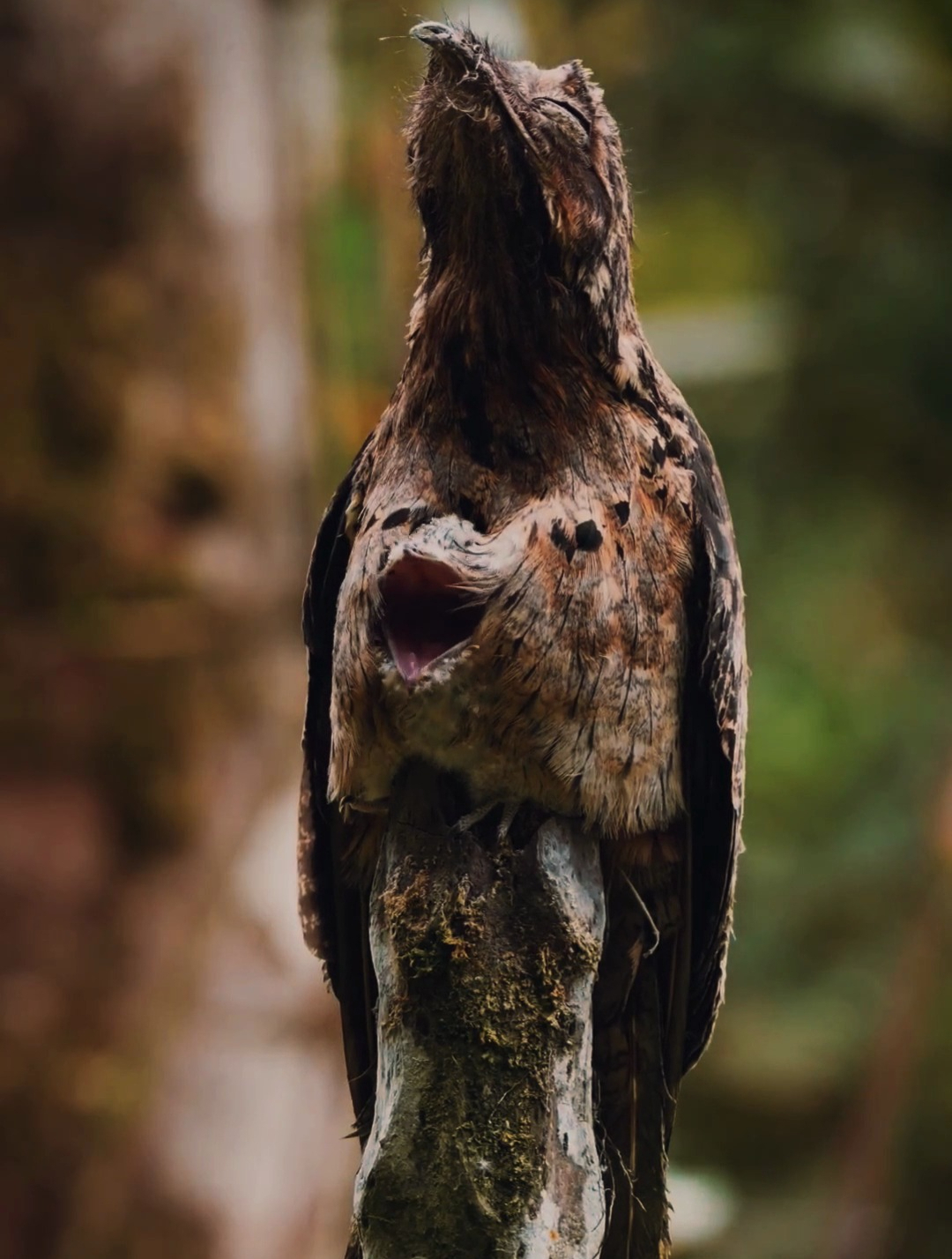 林鸱(potoo 一种夜行鸟类,分布于南美洲和中美洲