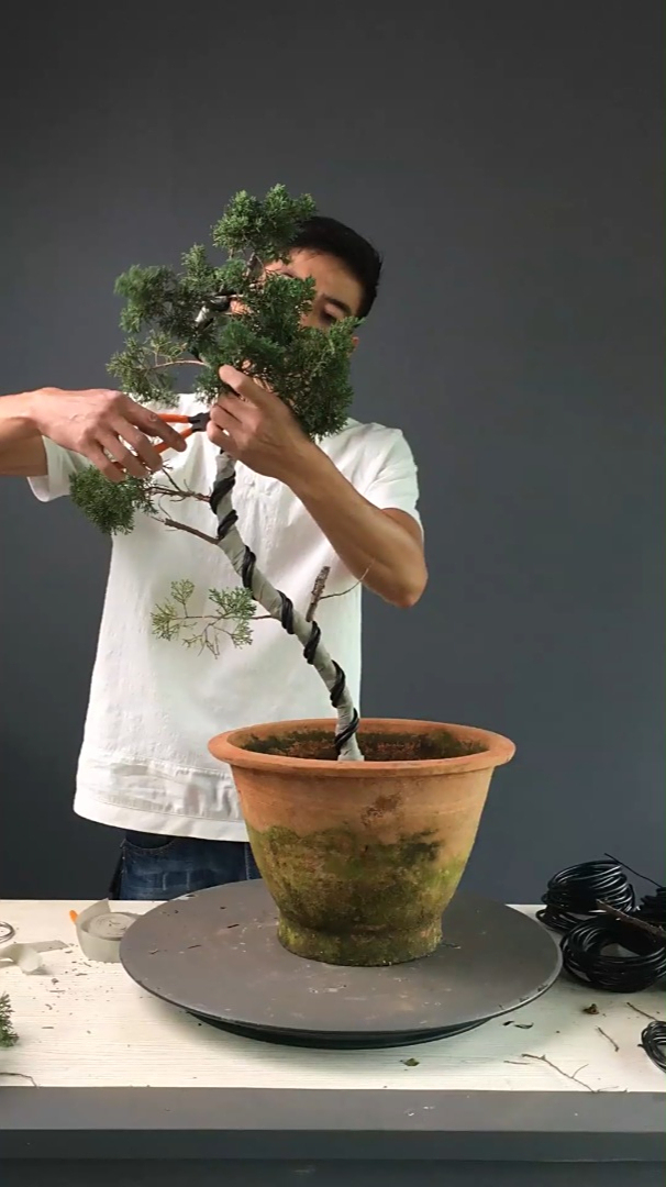 济州真柏盆景修剪盆景制作