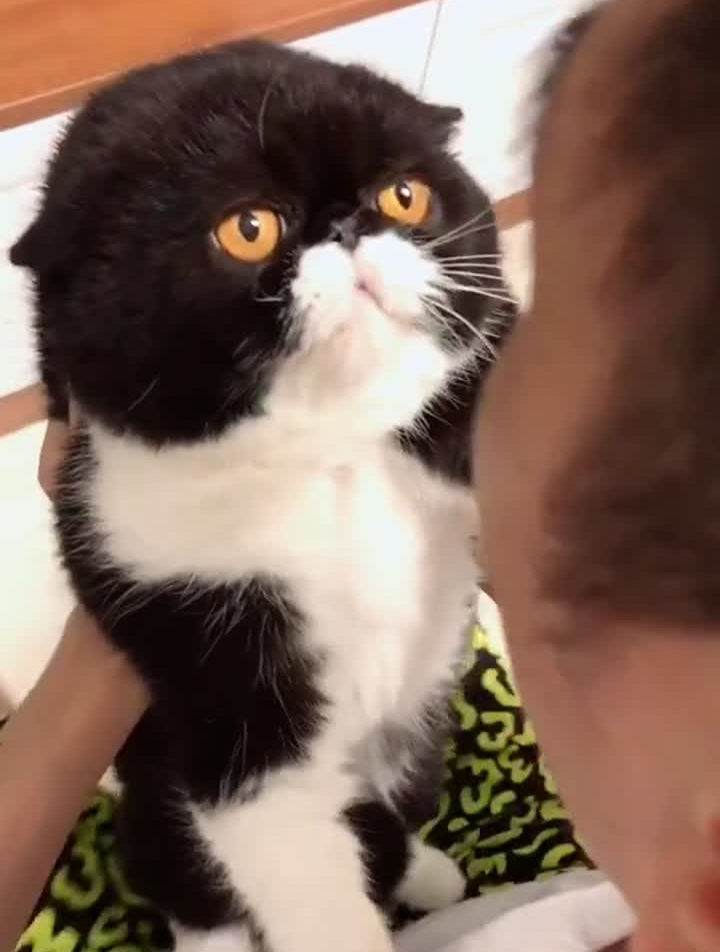 梦星星的新技能,变身折耳加菲猫-度小视