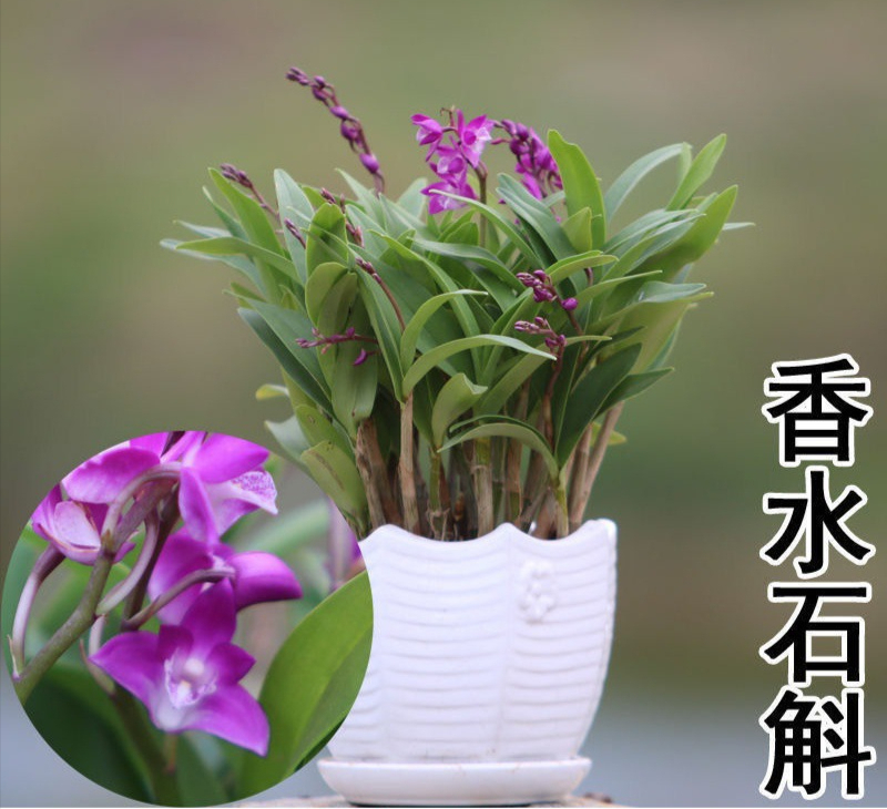 水培香水石斛兰的养护方法及注意事项