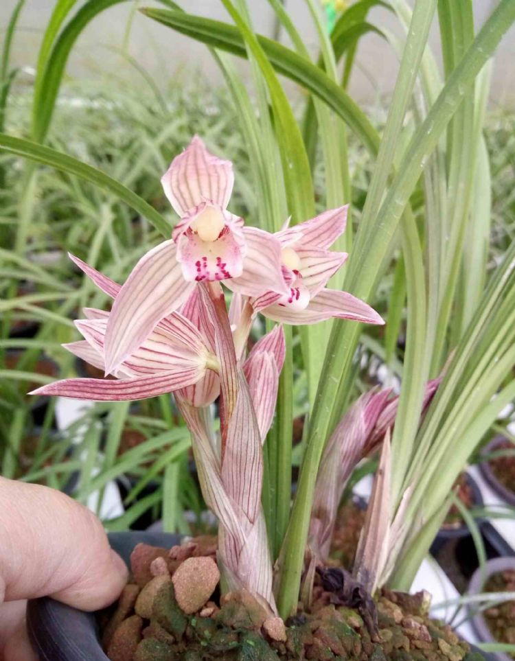 四川春剑名种——春剑粉桃,荷瓣花型,花粉嫩色,端庄大气兰韵佳