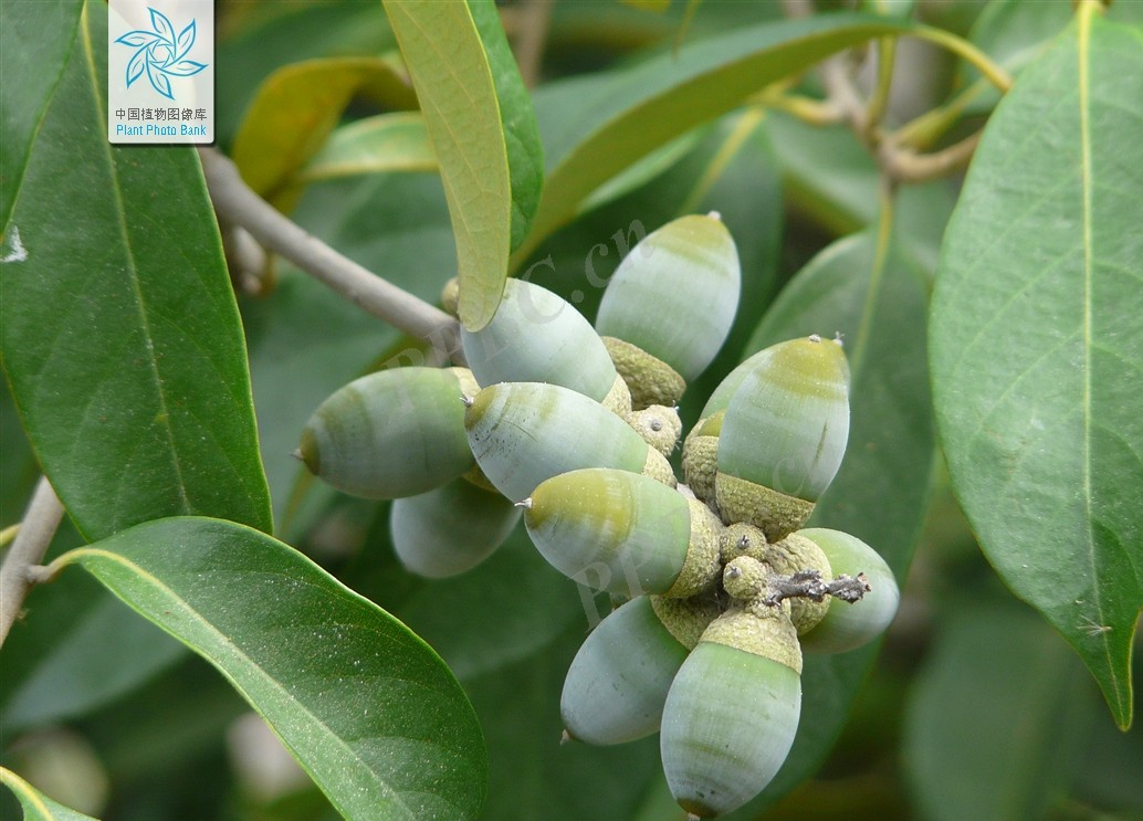 石栎的园林用途和市场前景分析,它是99个兄弟中的佼佼者!