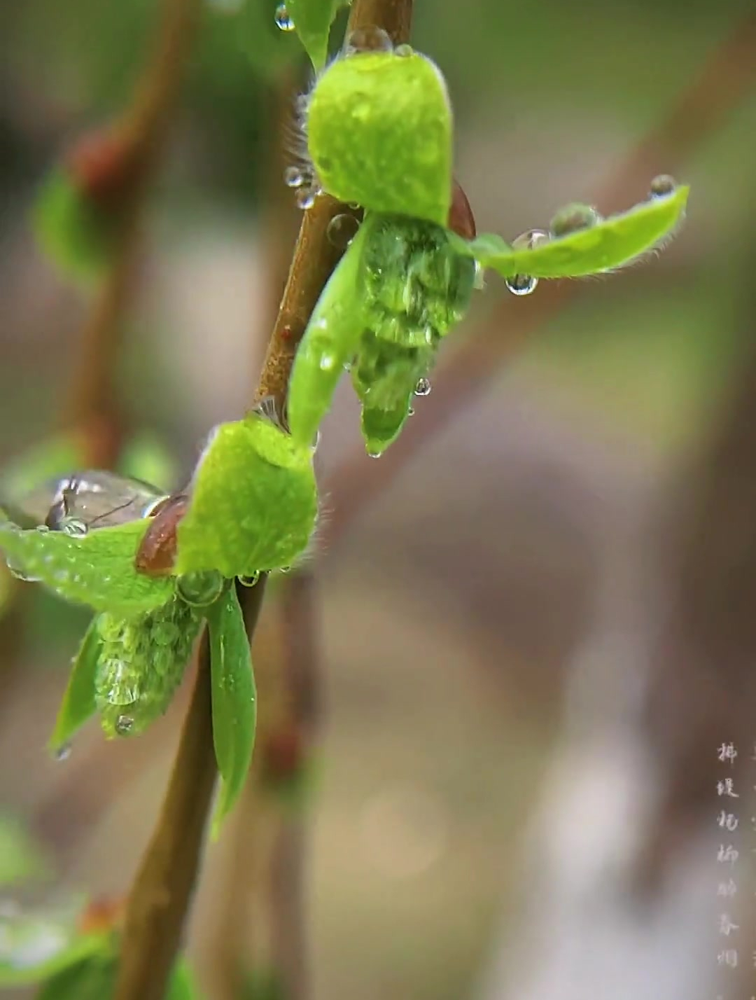 有心栽花花不开,无心插柳柳成荫