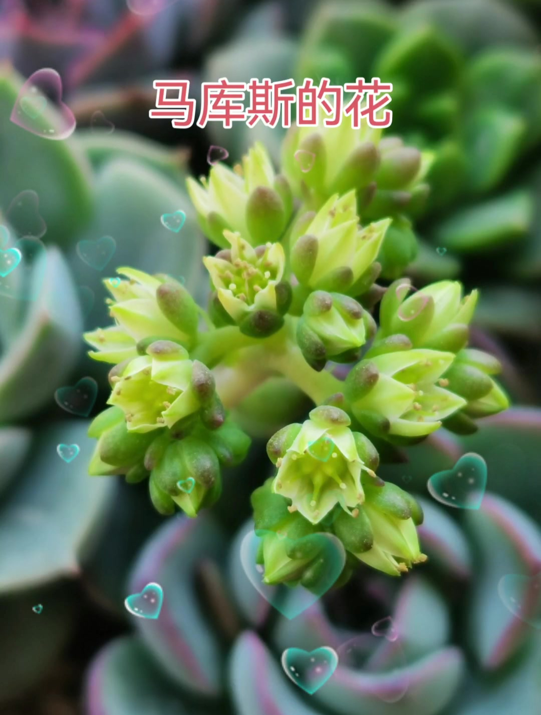 赏花了赏花了94多肉植物马库斯开花了