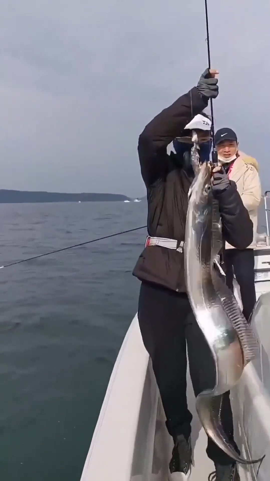 带鱼钓上来,都会痛苦的挣扎,因为它的内脏在爆炸!