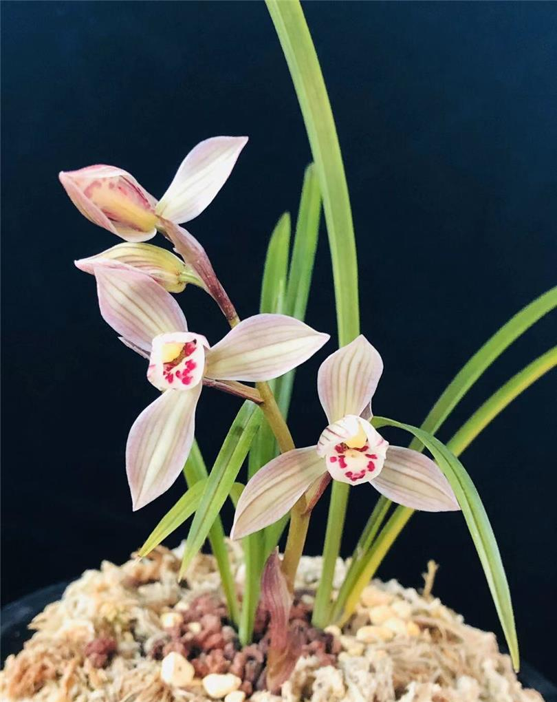 莲瓣兰铭品寺小灵童,花形飘逸,花香宜人,叶型弓垂花叶搭配完美