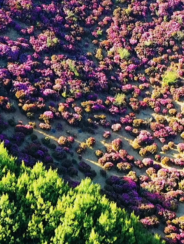 被抖音骗去看马鹿塘杜鹃花海,禄劝马鹿塘杜鹃花已盛放多日