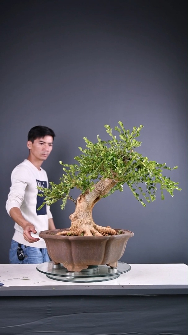 云南瓜子黄杨录品记盆景李相录