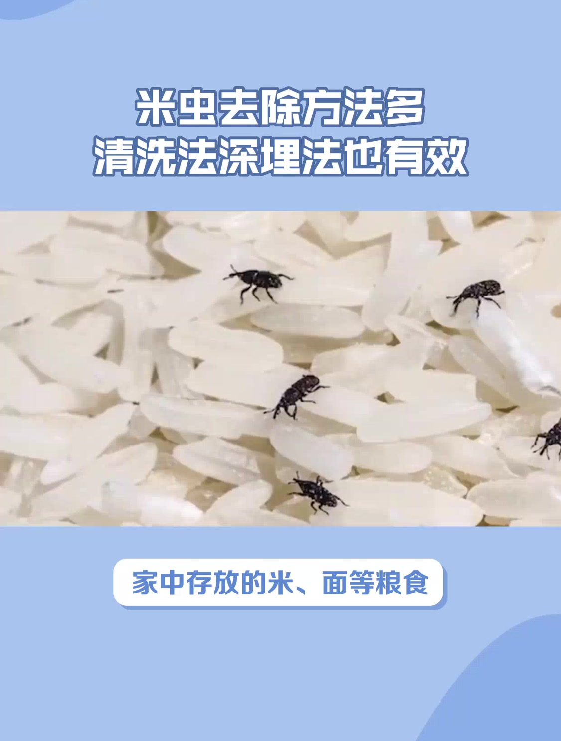 米虫去除方法多清洗法深埋法也有效-度小视
