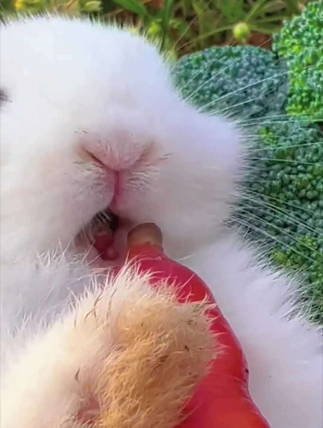 小兔子吃胡萝卜,嘎嘣脆的声音看着我都馋了