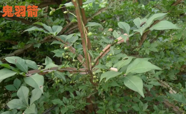 鬼羽箭和鬼箭羽的区别