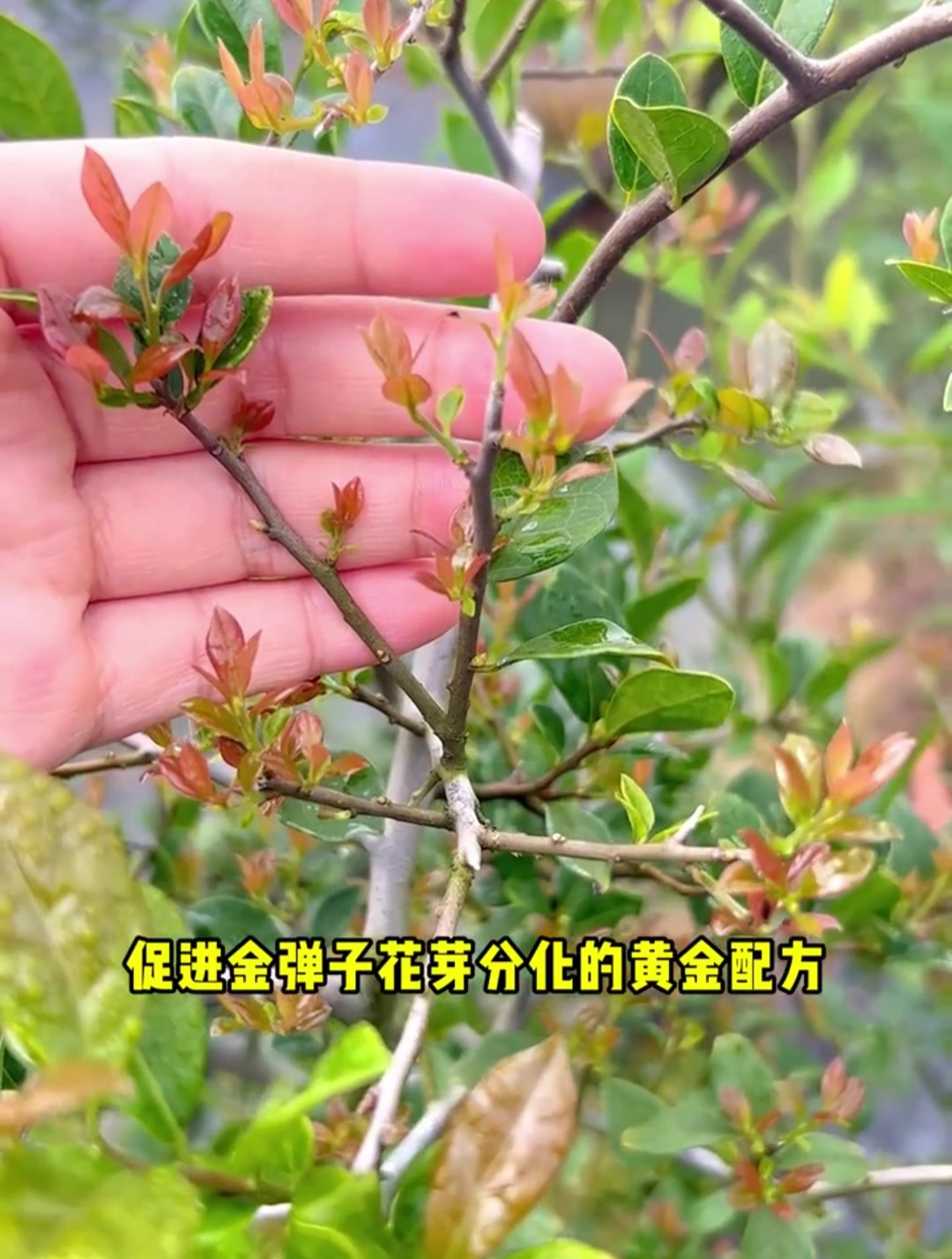 金弹子花苞和花芽图片