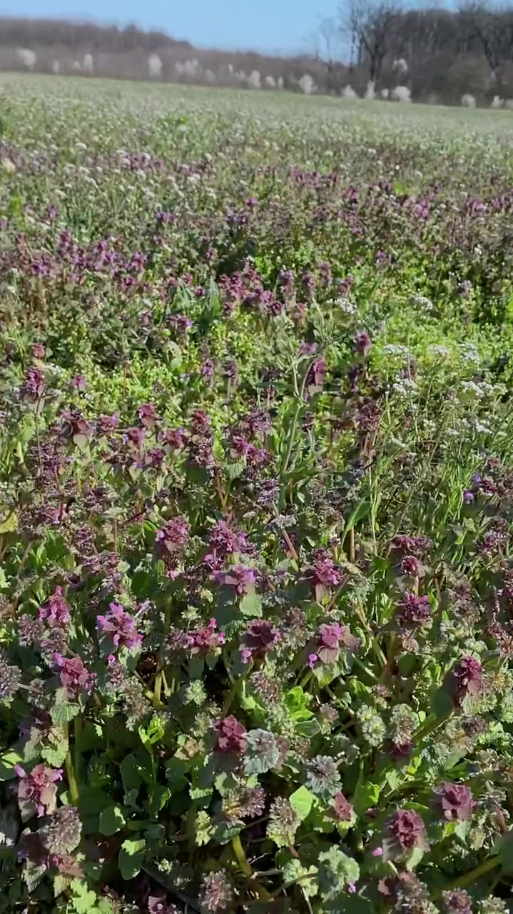 香荠菜开花图片图片