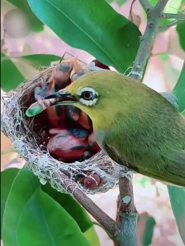 一窝幸福的绣眼鸟,鸟爸鸟妈排着队给雏鸟喂食,太有爱了!-度小视