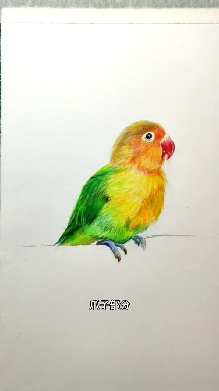 彩铅动物教你画一只彩铅鹦鹉