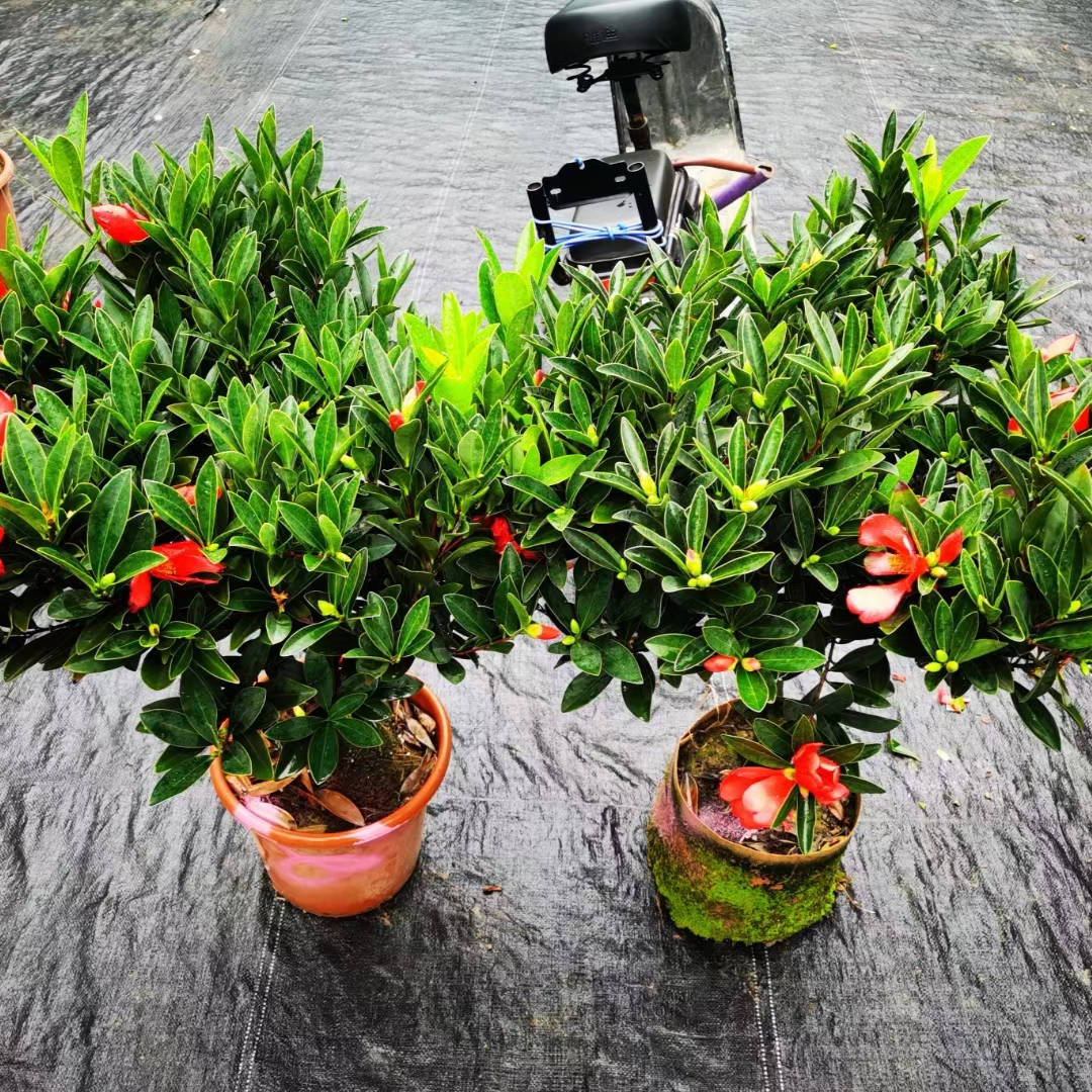 花卉种植,分步骤操作过程,保姆级养花教程分享!