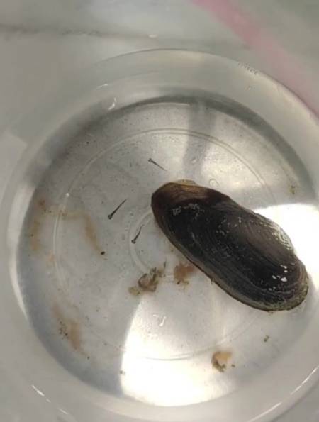 昨天捡回来的小河蚌,今天多出三个鱼宝宝,惊喜来的太突然!-度小视