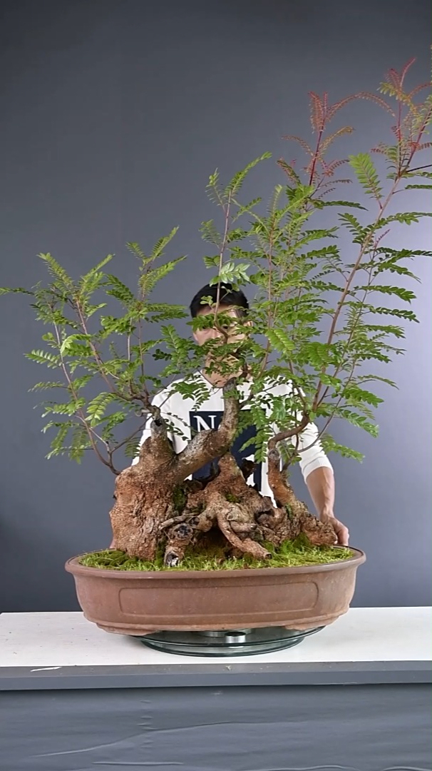 清香木造型盆景修剪盆景制作