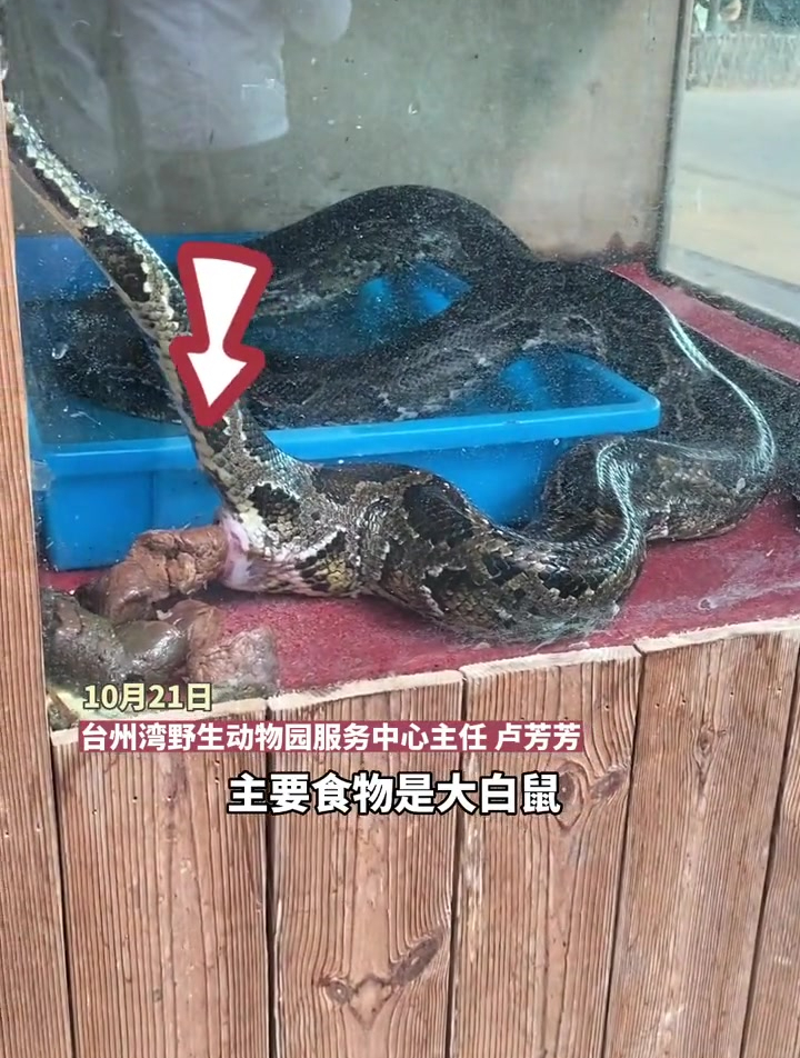 15公斤缅甸蟒拉0404,可发酵做成有机肥,引网友围观-度小视