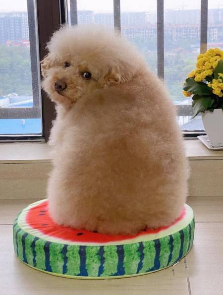 玩一会足球狗子们这一天的运动量足够了-度小视