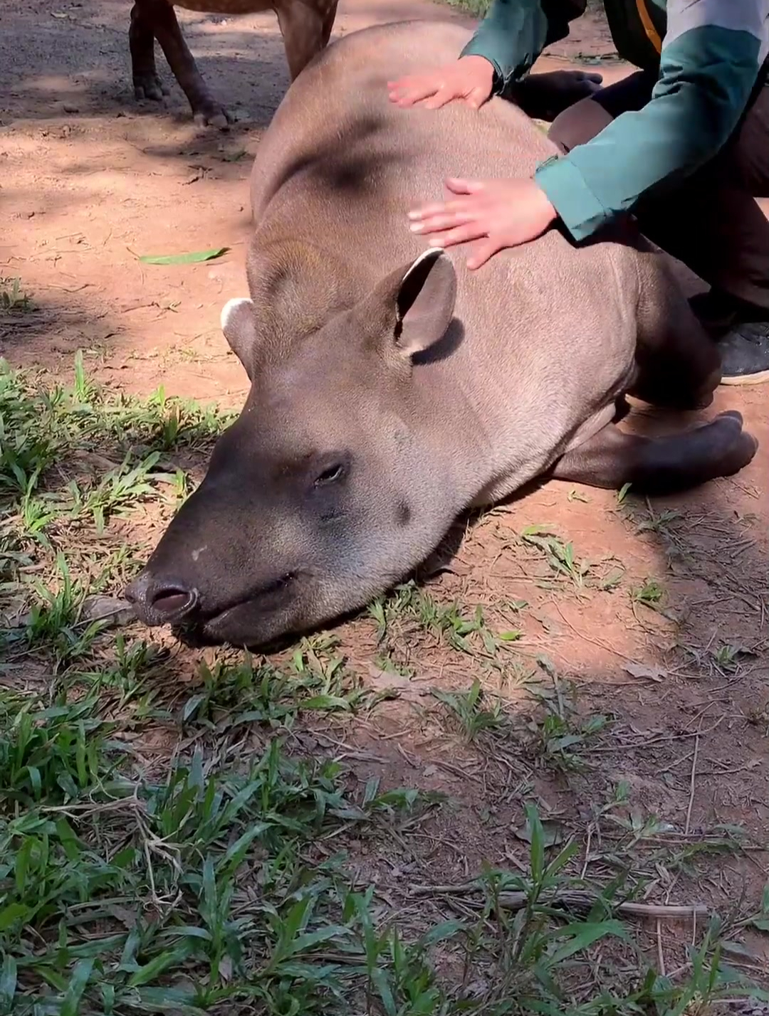 神兽"巴西貘",你们有见过这种动物嘛