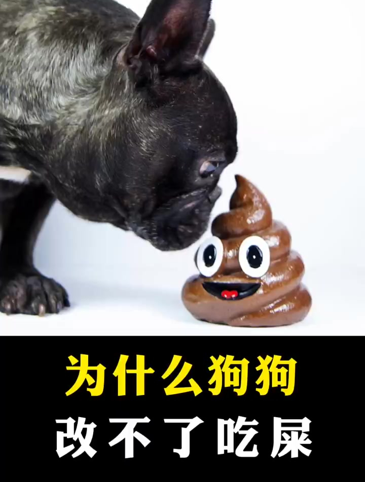 狗狗为什么改不了吃屎?