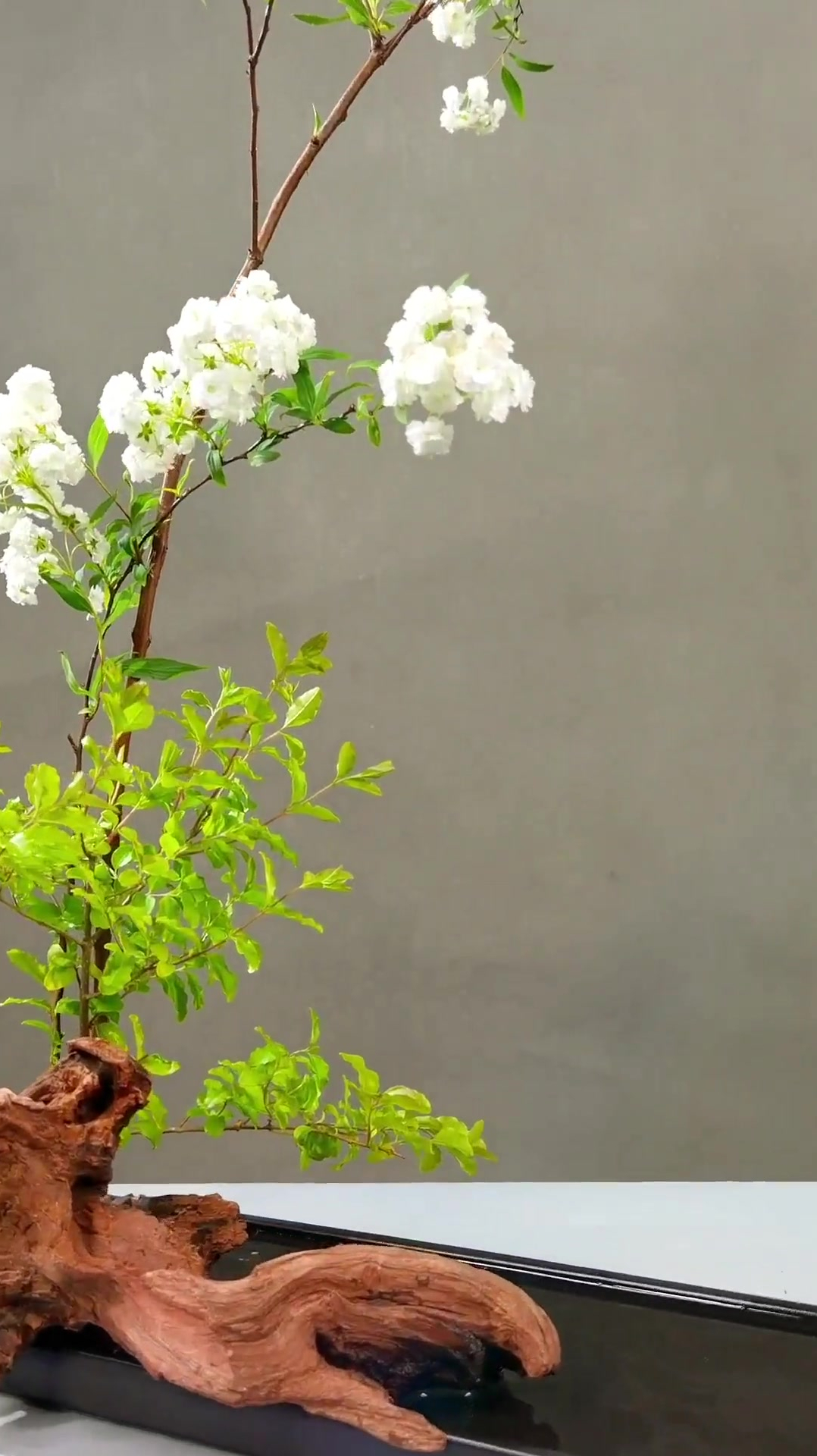 蛾儿雪柳黄金缕,笑语盈盈暗香去-度小视