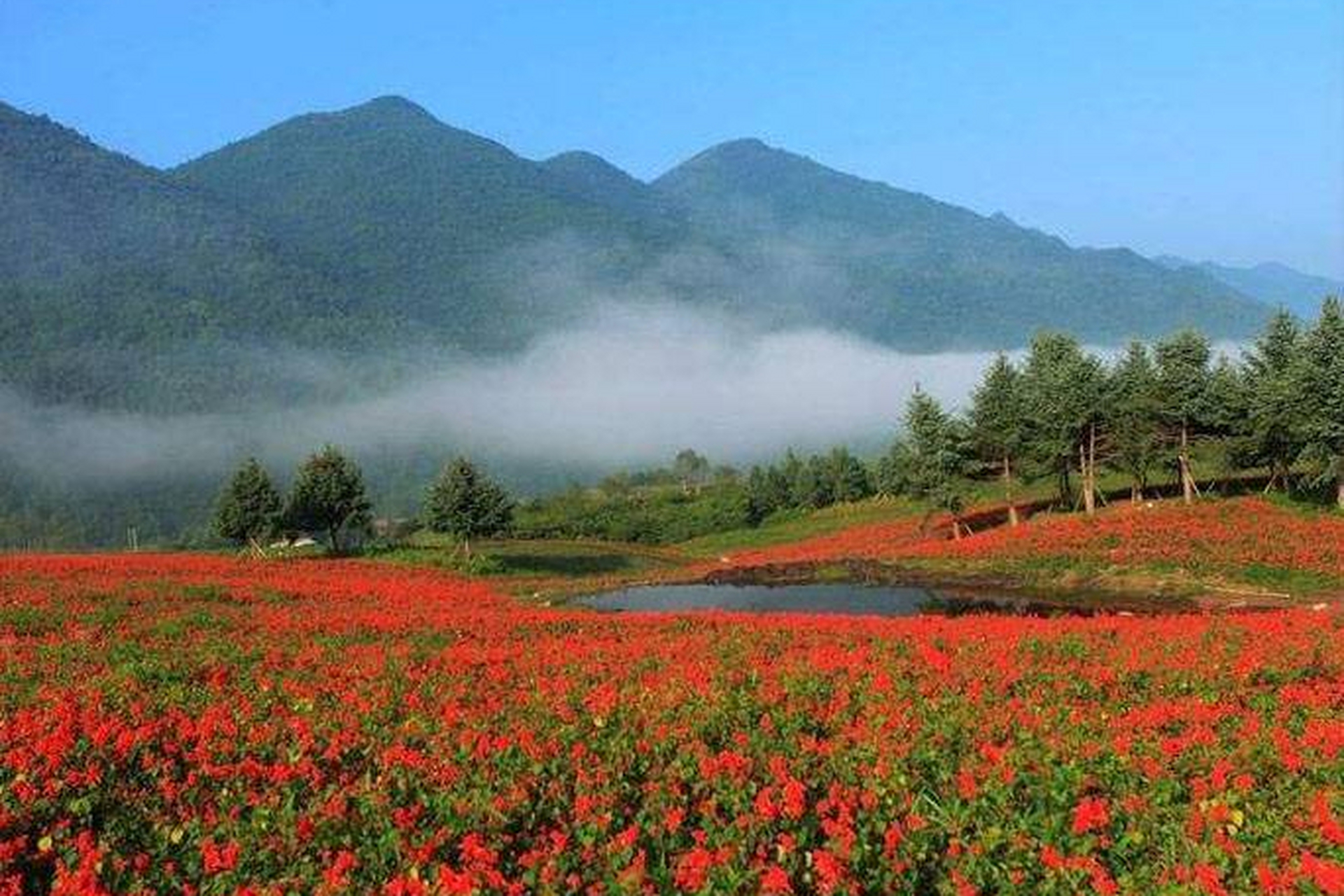 红池坝景区位于重庆市巫溪县,是一个融合自然风光与人文景观的绝佳