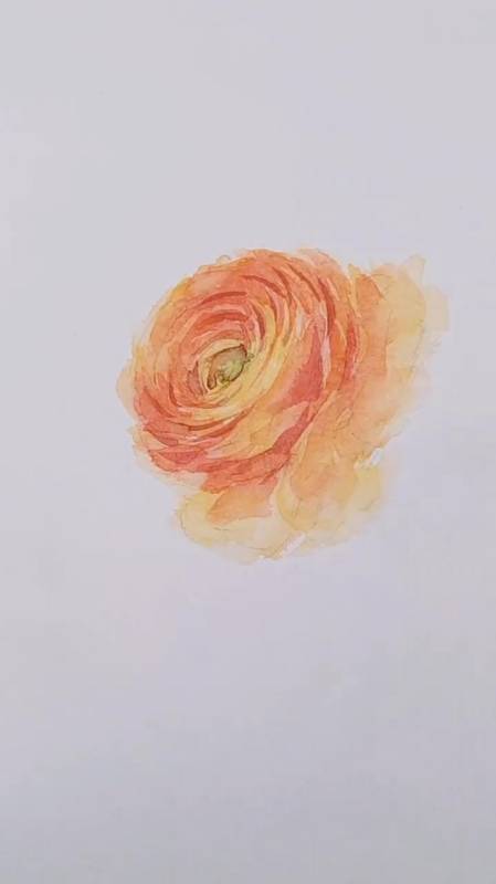 黄色洋牡丹练习,手绘水彩花卉-度小视