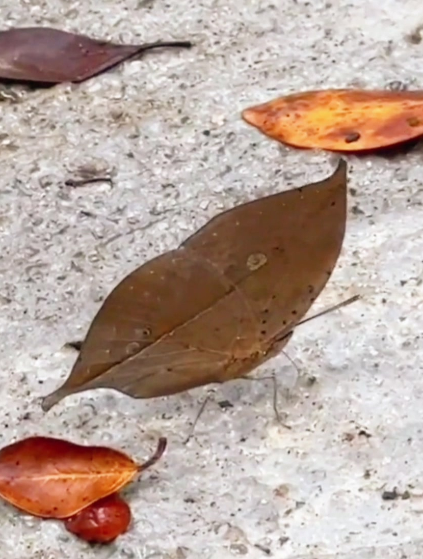 女子在路上看到一只枯叶蝶