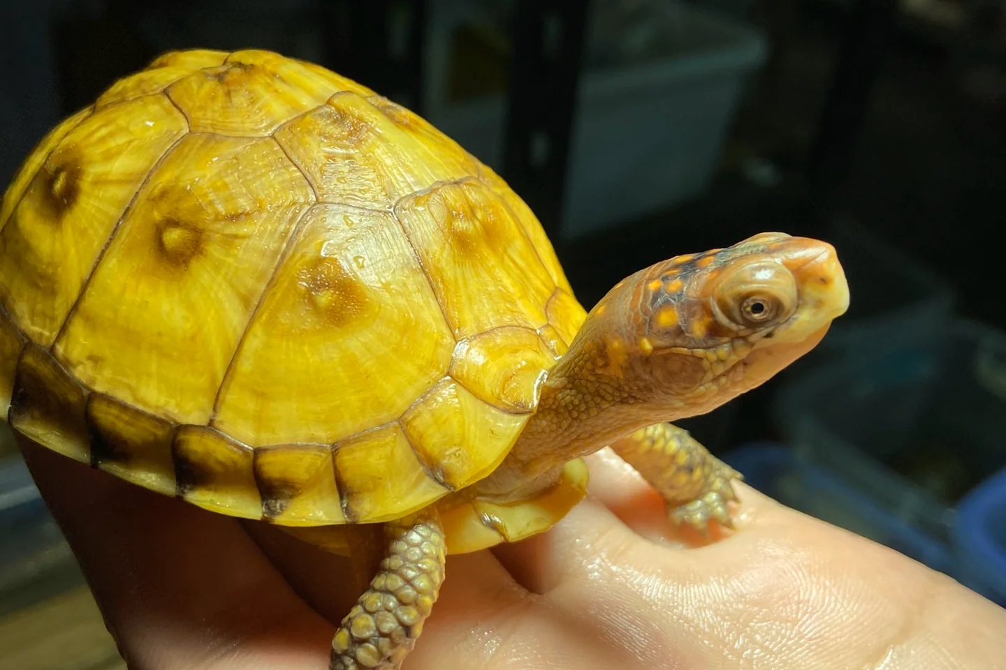 探秘观赏龟的世界:养殖方法与注意事项一网打尽!