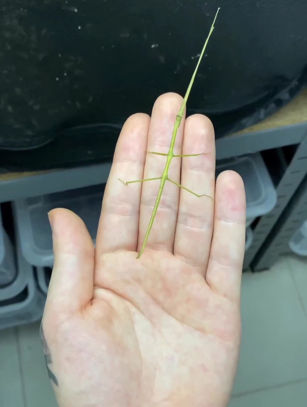竹节虫生长过程图片