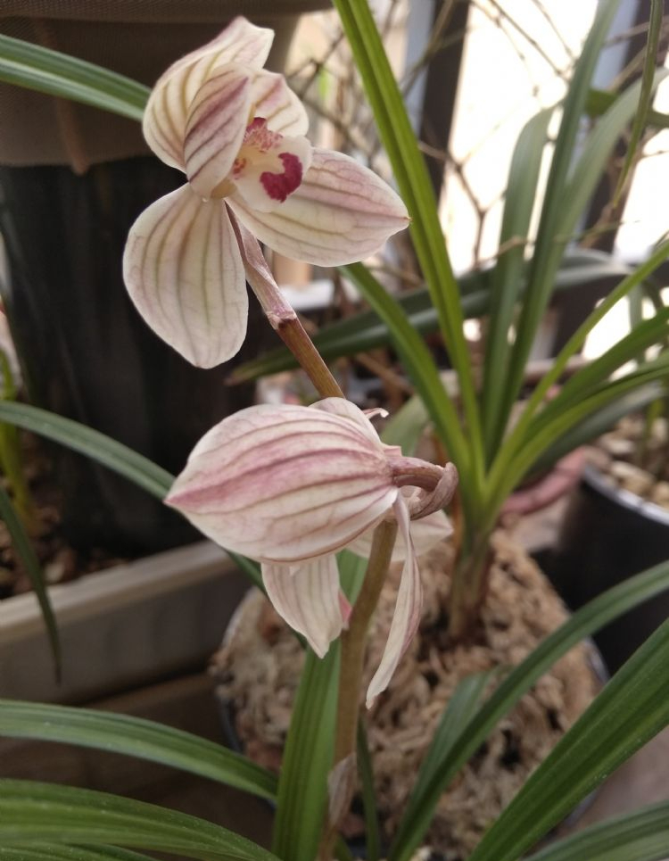 莲瓣兰中的极品紫熙荷,一杆双花,姿态端庄,观赏性非常不错