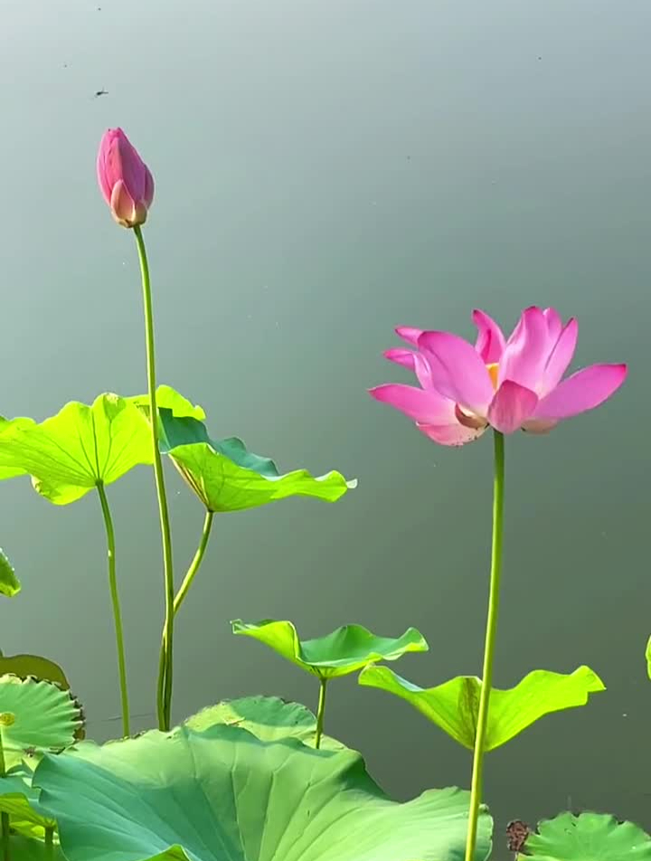 内心有深情的人往往表面平静如水.