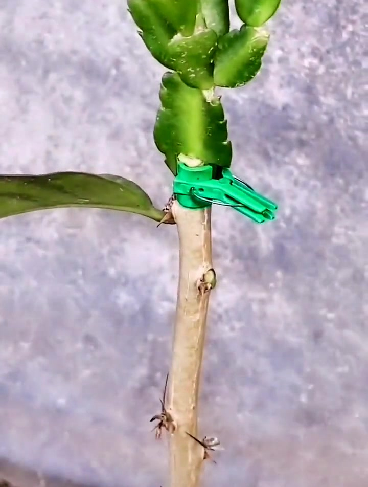 叶仙嫁接蟹爪兰技术 上热门 嫁接技术 仙人球开花