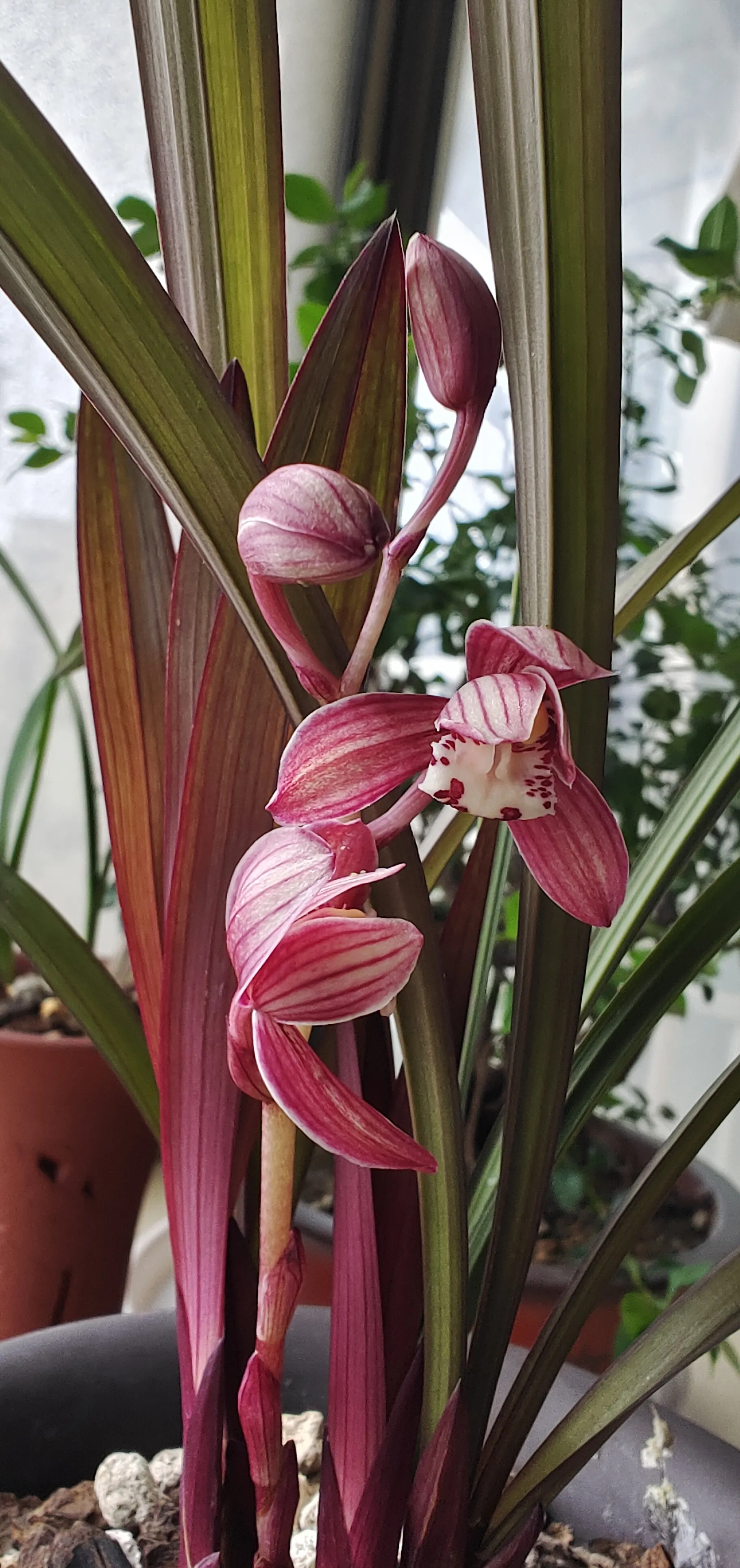 建兰红草红荷,集艺草,红花以及荷瓣于一身的佳品,值得收藏