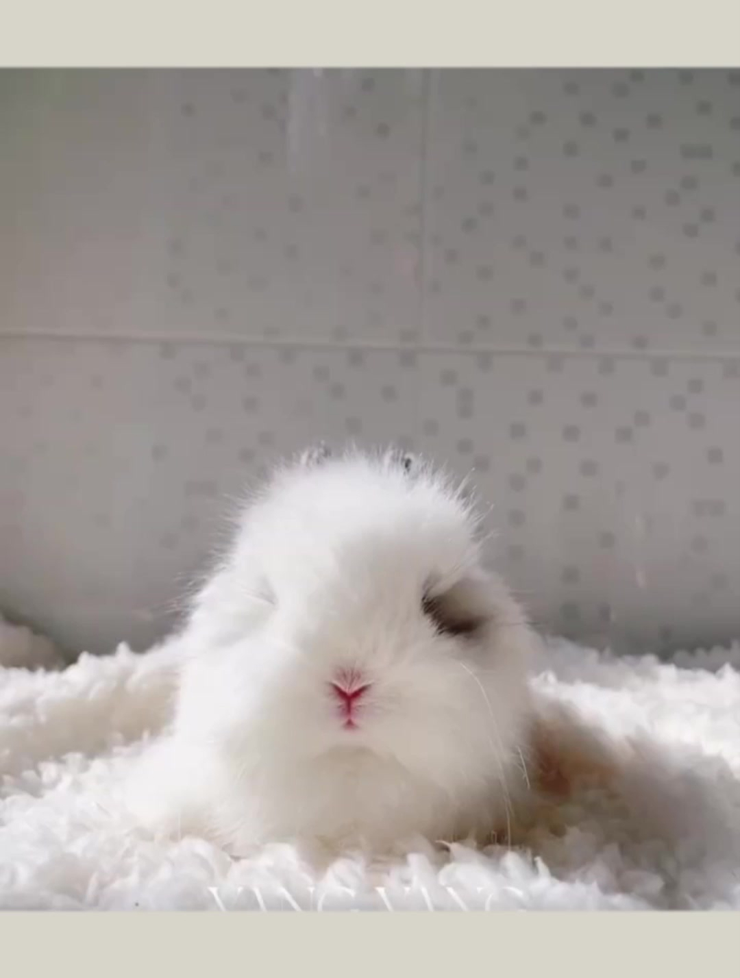 2000双血统黑色净碎侏儒兔(中长毛)