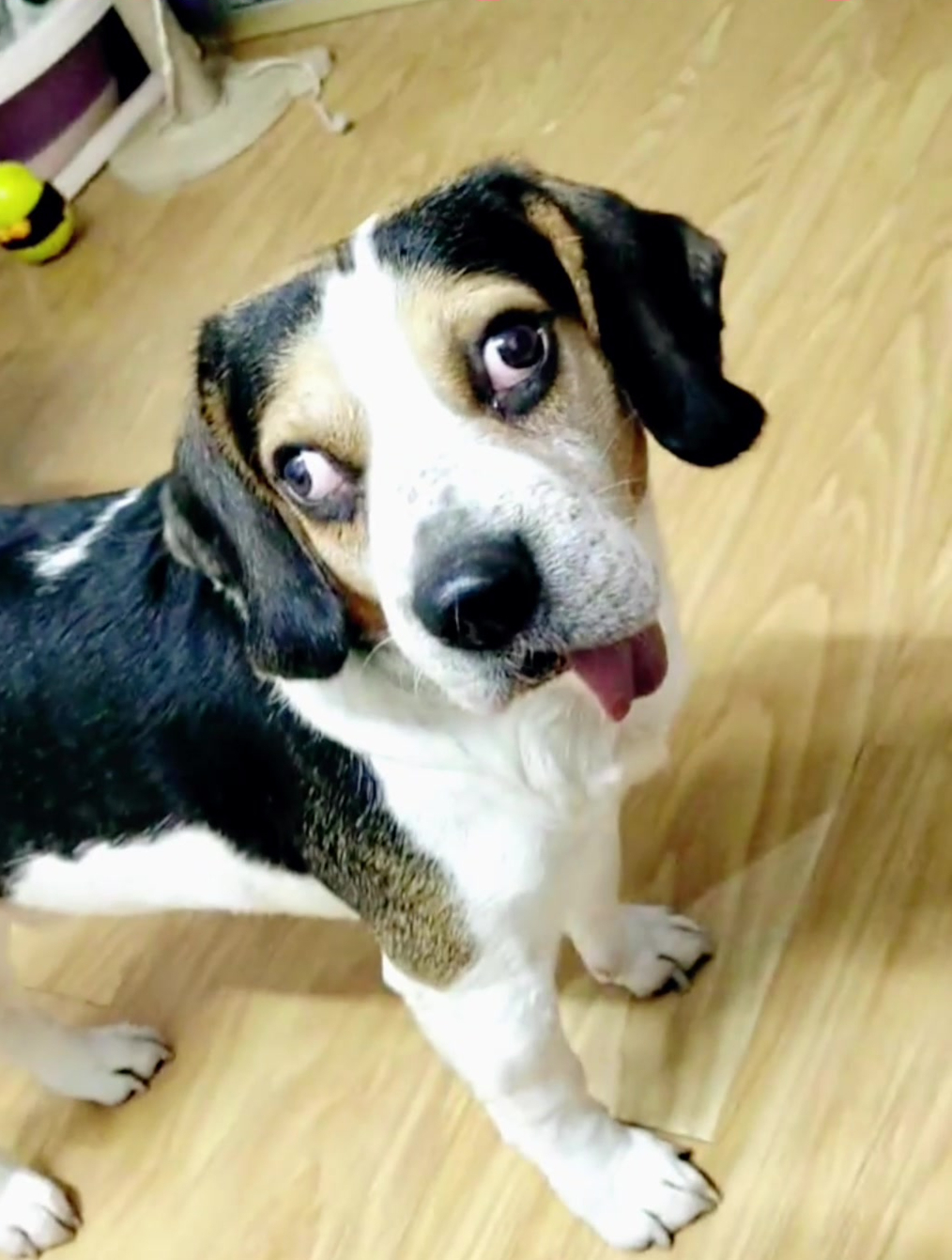 就瞧不起你咋滴,这小眼神一个不服一个,两只眼睛各看各的-度小视