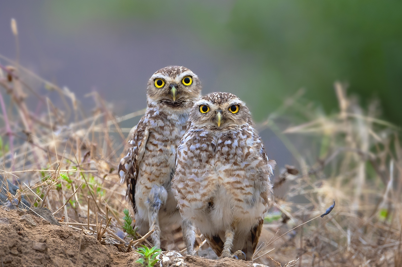 盘点地底深处的可爱动物!