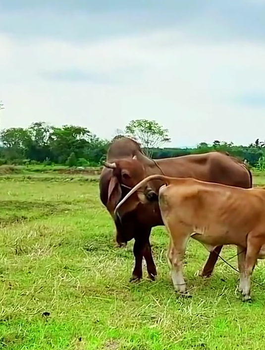 小伙回村搞养殖牵着公牛和母牛婚配这场面太绝了3