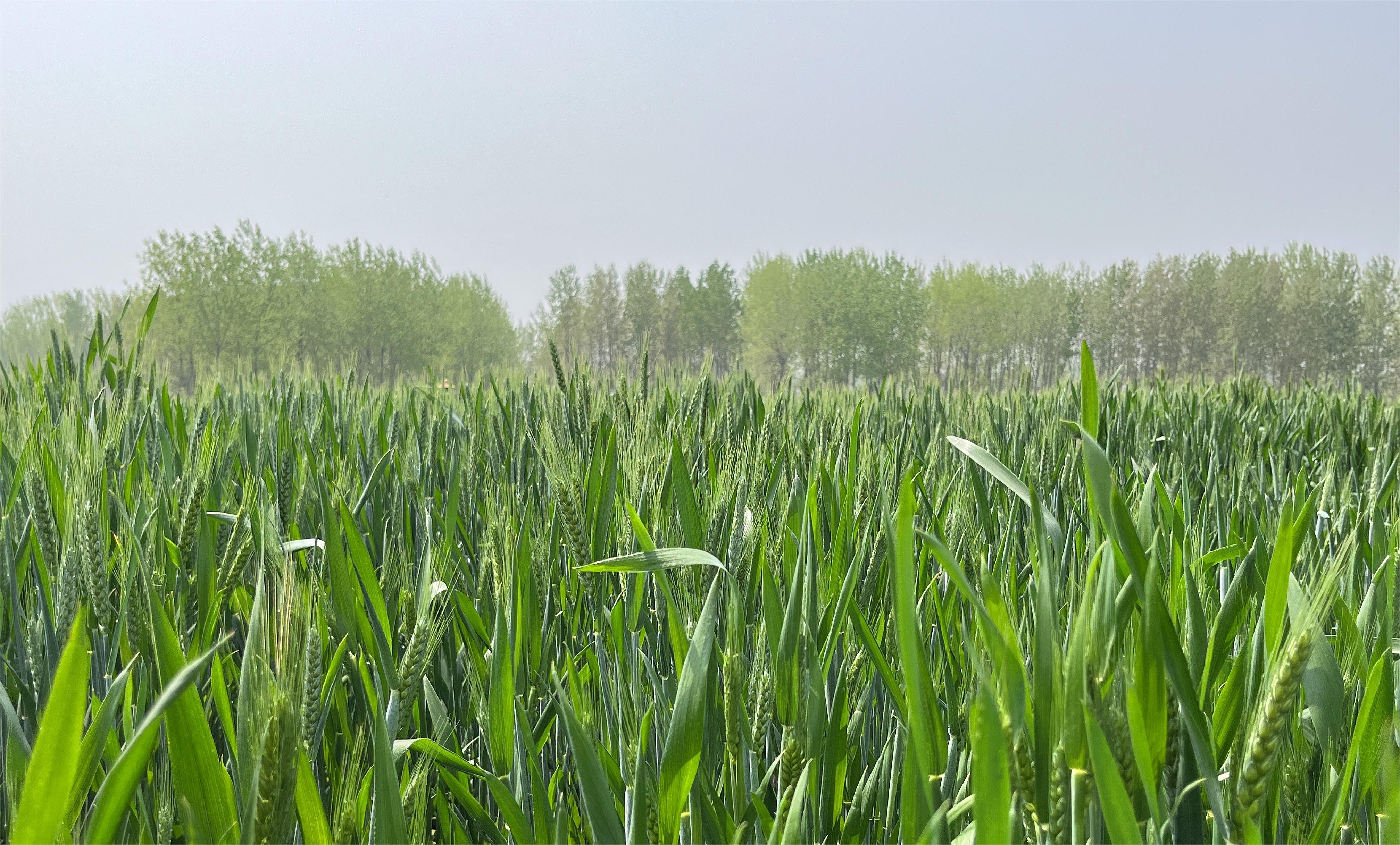 4月拔节孕穗期小麦管理技术要点,看您知道几条?