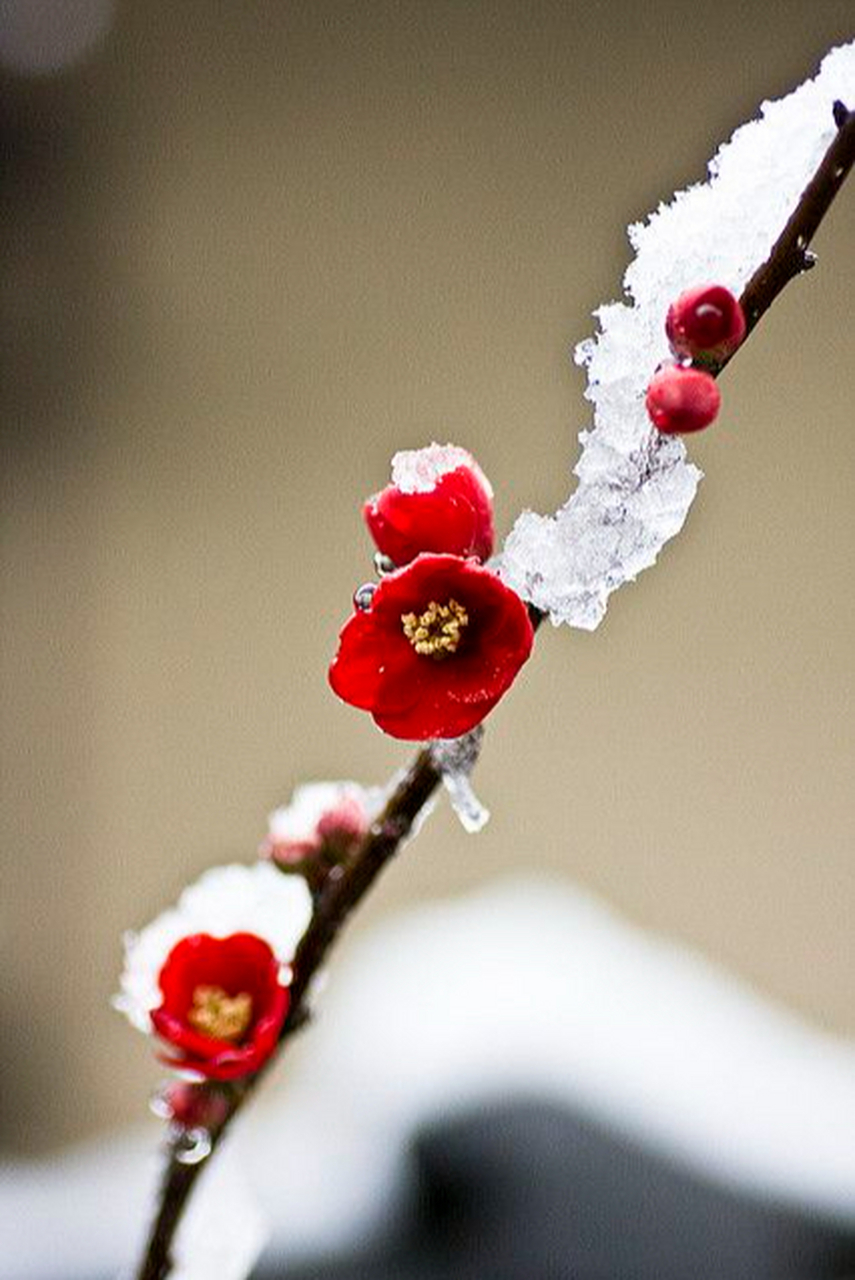 冰雪中的腊梅