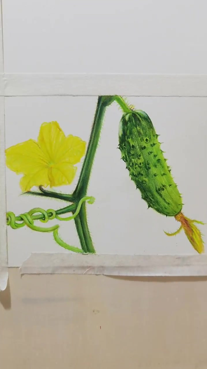彩铅黄瓜,绘画日常分享