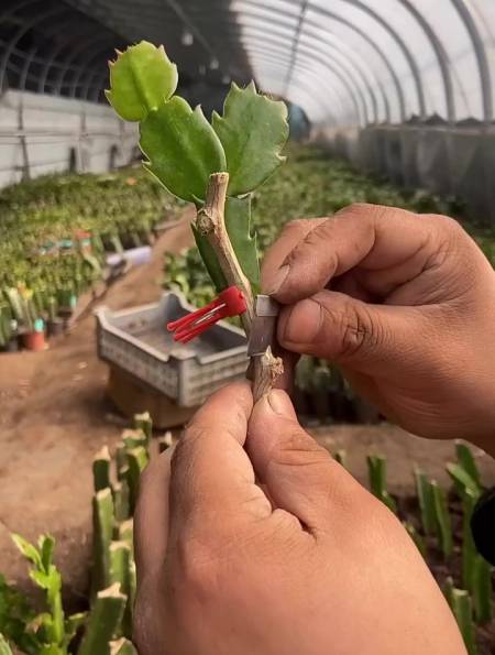 叶仙嫁接蟹爪兰刺座劈接法!-度小视