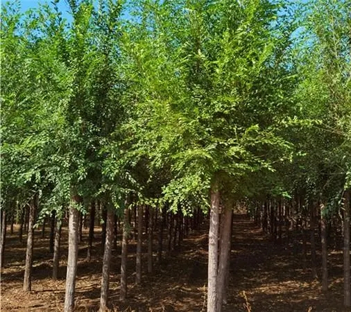 榆树和榉树的区别是什么