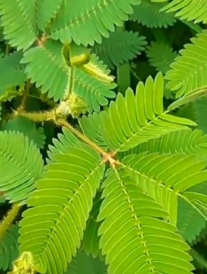 含羞草的叶子像羽毛轻轻一碰就合拢,花朵像绒球粉粉嫩嫩巨可爱