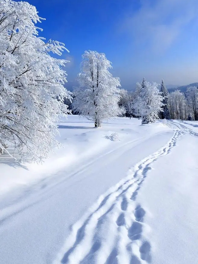 东北雪景手机壁纸图片